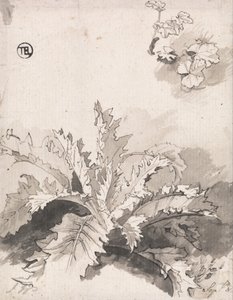 Studie van een Distel en Andere Planten, 8 september